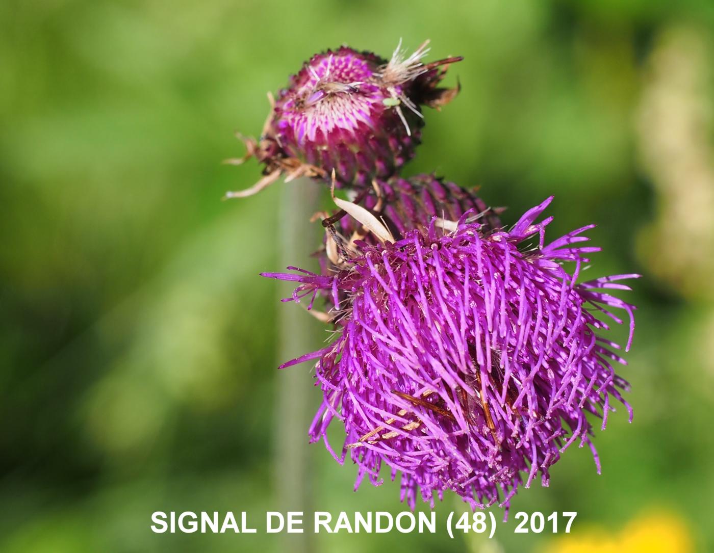 Thistle, Brook flower